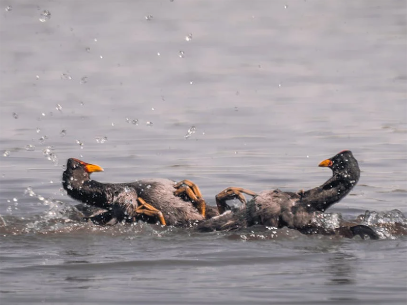 水質(zhì)在線自動監(jiān)測儀的主要功能（水質(zhì)在線自動監(jiān)測儀的技術(shù)特點）