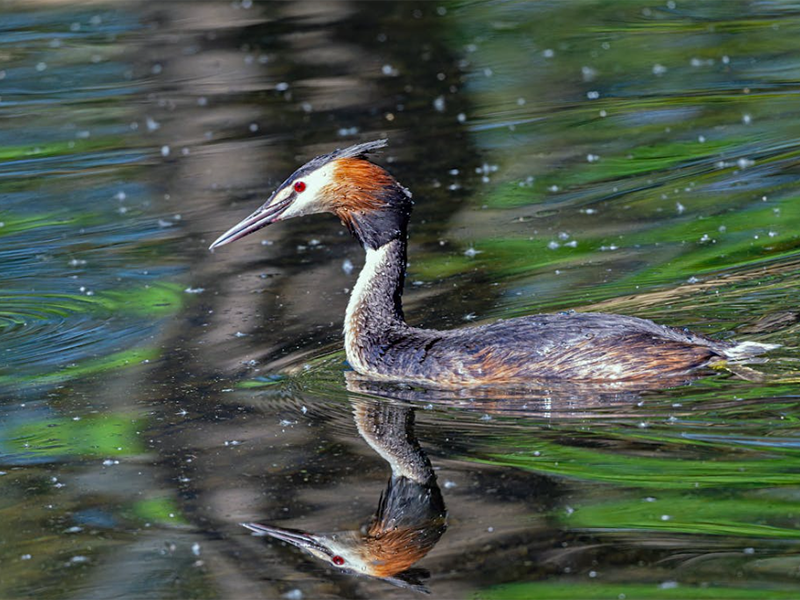 水中藍(lán)綠藻是什么（藍(lán)綠藻的危害與應(yīng)對(duì)措施）